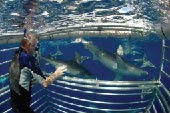 Shark Ecotourism